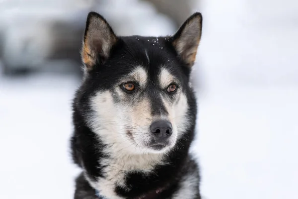 Ritratto di cane muscoloso, sfondo innevato invernale. Divertente animale domestico a piedi prima di slitta cane formazione . — Foto Stock