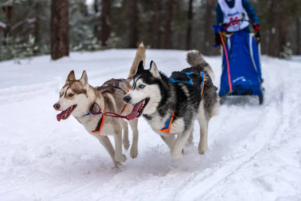 Husky sled dogs team in harness run and pull dog driver. Sled dog racing. Winter sport championship competition. — Stock Photo, Image