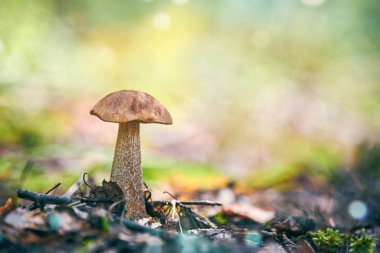 Leccinum versipelle mushroom. Orange birch bolete in autumn forest. Seasonal collection of edible mushrooms