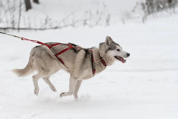 Sleehonden racen. Husky sled dogs team in harnas run en pull hond bestuurder. Winter sport Championship competitie. — Stockfoto