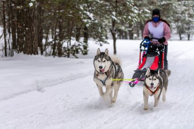 Kızak köpek yarışı. Husky kızak köpekleri takım köpek sürücüsü ile bir kızak çekin. Kış yarışması.