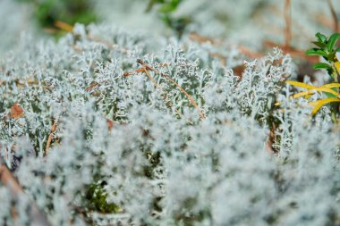 Lichen Cladonia Rangiferina. Geyik grisi liken. Güzel açık renkli orman yosunu sıcak ve soğuk iklimlerde yetişiyor. Geyik, ren geyiği yosunu.