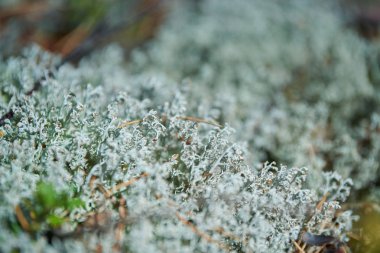 Lichen Cladonia Rangiferina. Geyik grisi liken. Güzel açık renkli orman yosunu sıcak ve soğuk iklimlerde yetişiyor. Geyik, ren geyiği yosunu.