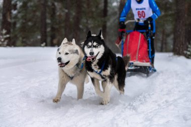 Husky kızak köpekleri takım koşu ve köpek sürücüsü çekin. Kızak köpek yarışı. Kış sporları şampiyonası yarışması.