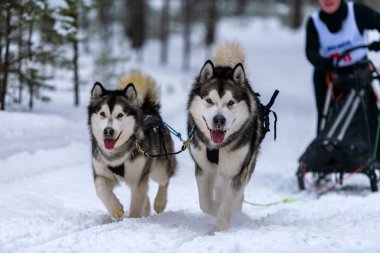 Kızak köpek yarışı. Husky kızak köpekleri takım koşu ve köpek sürücüsü çekin. Kış sporları şampiyonası yarışması.