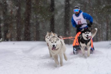 Kızak köpek yarışı. Husky kızak köpekleri takımı köpek musher ile kızak çekiyor. Kış yarışması.
