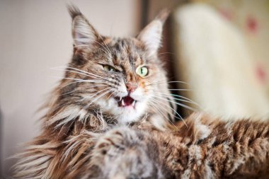 Maine Rakun Kedi, kapat. Mermer kürklü komik, sevimli kedi..