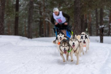 Kızak köpek yarışı. Husky kızak köpekleri takım köpek sürücüsü ile bir kızak çekin. Kış yarışması.