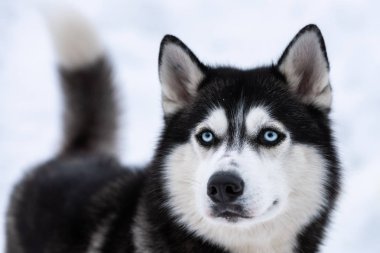 Husky köpek portresi, kış karlı arka plan. Kızak köpek eğitimi önce yürüyüş Komik evcil hayvan.