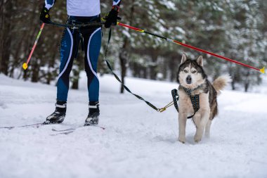 Kızak köpek kayağı. Husky kızağı köpek sürücüsü. Spor şampiyonası yarışması.