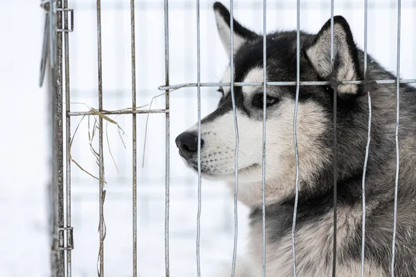 Husky dog in carrier cage waiting for owner for transportation to sled dog competition. Pet looks around with hope.