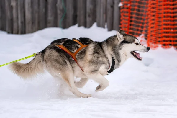 Psí dostihy. Husky spřežení psů v postroji a tahem za psy. Zimní sportovní mistrovství. — Stock fotografie