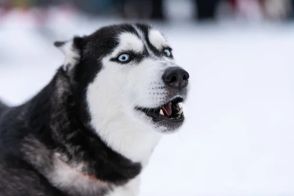 Komik Husky köpek portre, kış karlı arka plan. Kızak köpek eğitimi önce yürüyüş tür itaatkar hayvan. Güzel mavi gözler. — Stok fotoğraf