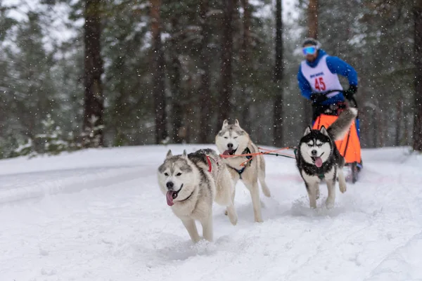 Sled dog racing. Husky sled dogs team pull a sled with dog musher. Winter competition. — Stock Photo, Image