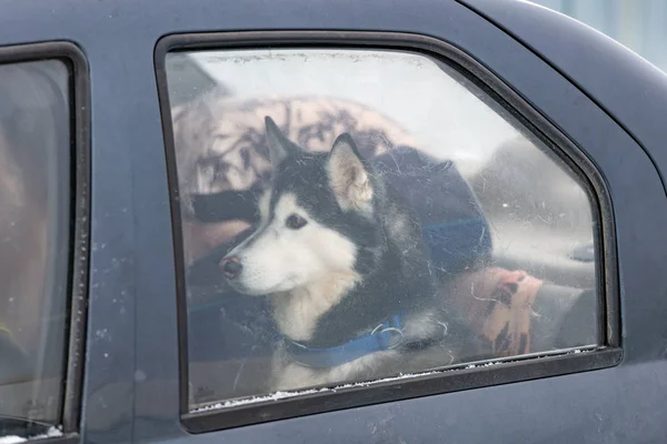 Husky dog i bilen, gulliga husdjur. Hund väntar på promenader innan släde hundträning och ras. — Stockfoto