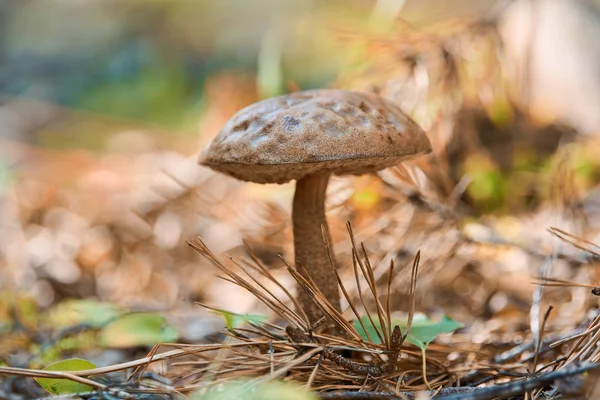 Leccinum versipelle hongo en el bosque de otoño. Bolete de abedul naranja. Comida saludable comestible . — Foto de Stock