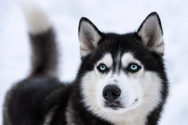 Husky hund porträtt, vinter snöiga bakgrund. Rolig sällskapsdjur på gående framför släde hund bildning. — Stockfoto