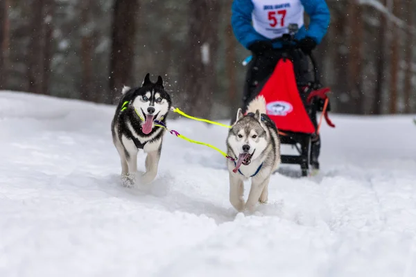 Sled dog racing. Husky sled dogs team in harness run and pull dog driver. Winter sport championship competition.