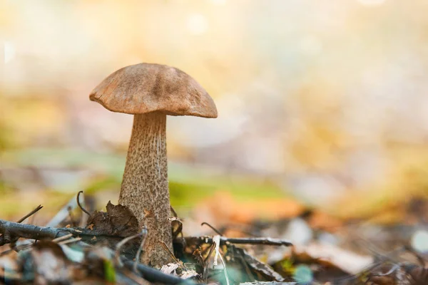 Leccinum versipelle hongo. Bolete de abedul naranja en el bosque de otoño. Recogida estacional de setas comestibles — Foto de Stock