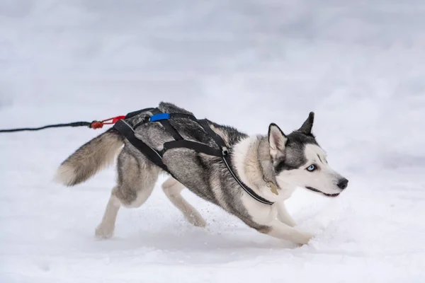 Sled dog racing. Husky sled dogs team in harness run and pull dog driver. Winter sport championship competition.