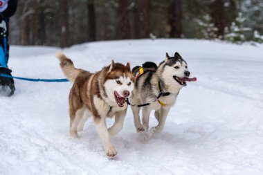 Husky kızak köpekleri takım koşu ve köpek sürücüsü çekin. Kızak köpek yarışı. Kış sporları şampiyonası yarışması.
