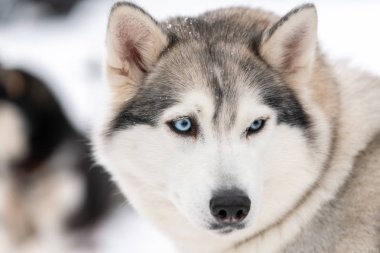 Husky köpek portresi, kış karlı arka plan. Kızak köpek eğitimi önce yürüyüş Komik evcil hayvan.