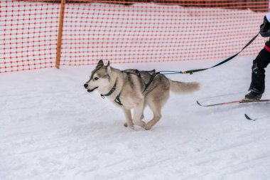 Kızak köpek yarışı. Husky kızak köpekleri takım koşu ve köpek sürücüsü çekin. Kış sporları şampiyonası yarışması.