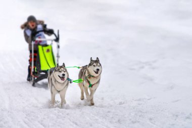 Kızak köpek yarışı. Husky kızak köpekleri takımı köpek musher ile kızak çekiyor. Kış yarışması.