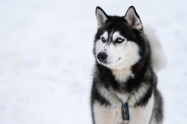Husky köpek portresi, kış karlı arka plan. Kızak köpek eğitimi önce yürüyüş Komik evcil hayvan.
