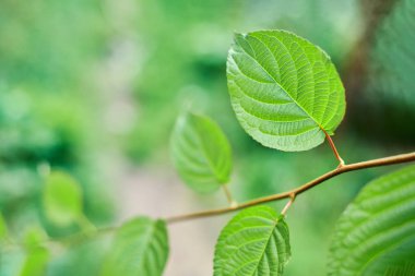 Üzüm bağlarında üzüm yaprakları. Yeşil asma güneşli Eylül gününde bırakır. Yakında şarap, reçel, meyve suyu, jöle, üzüm çekirdeği ekstresi, sirke ve üzüm çekirdeği yağı yapmak için üzüm sonbahar hasat.