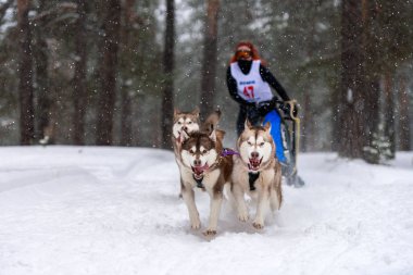 Kızak köpek yarışı. Husky kızak köpekleri takımı köpekli bir kızak çekiyor.