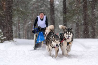 Kızak köpek yarışı. Husky kızak köpekleri takımı köpekli bir kızak çekiyor.