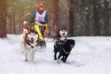 Kızak köpek yarışı. Husky kızak köpekleri takımı köpek mushe 'sinden bir kızak çeker.