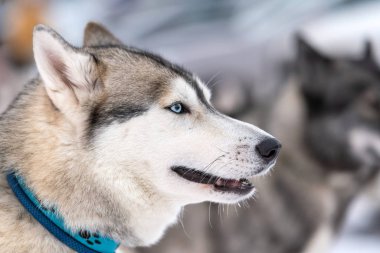 Husky köpek portresi, kış karlı arka plan. Kızak köpek eğitimi önce yürüyüş Komik evcil hayvan.
