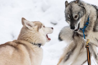İri köpekler havlar, ısırır ve karda oynarlar. Komik kızak köpekleri kış oyunu. Saldırgan Sibiryalı sırıtış.