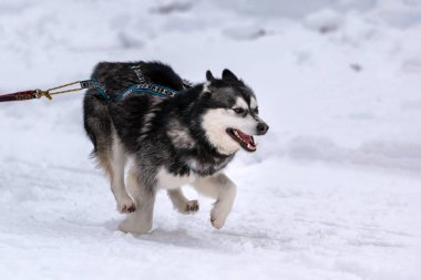 Kızak köpek yarışı. Husky kızak köpekleri takım koşu ve köpek sürücüsü çekin. Kış sporları şampiyonası yarışması.