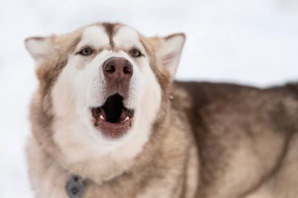 허스키 개짖는 초상화 겨울 눈 배경. 개를 훈련시키기 전에 걷는 재미있는 애완 동물. — 스톡 사진