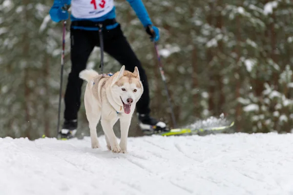 Wyścigi psów sprowadzonych. Husky sanki zespół psów w wiązki biegać i ciągnąć psa kierowcy. Konkurs mistrzostw sportów zimowych. — Zdjęcie stockowe