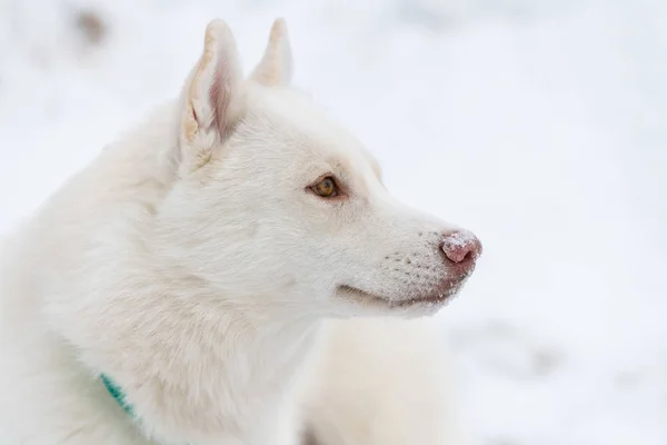 Retrato de perro Husky, fondo nevado de invierno. Divertido animal doméstico en caminar antes de trineo perro entrenamiento . — Foto de Stock