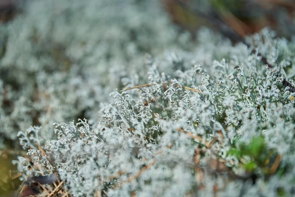 Moss lichen Cladonia rangiferina. liquen de renos grises. Hermoso musgo del bosque de color claro que crece en climas cálidos y fríos. Ciervo, musgo caribú . — Foto de Stock