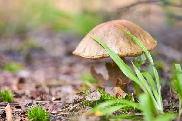 Leccinum versipelle hongo. Bolete de abedul naranja en el bosque de otoño. Recogida estacional de setas comestibles — Foto de Stock