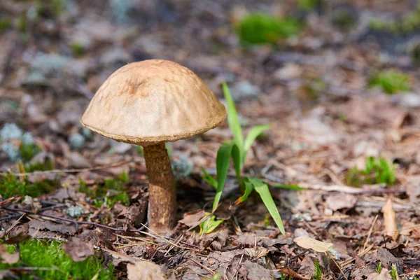 Leccinum versipelle hongo. Bolete de abedul naranja en el bosque de otoño. Recogida estacional de setas comestibles — Foto de Stock