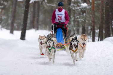 Reshetiha, Rusya - 02.02.2019 Kızak Köpek Yarışları. Husky kızak köpekleri takımı köpek sürücüsüyle kızak çekiyor. Şampiyonluk yarışması.