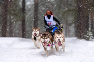 Reshetiha, Rusya - 02.02.2019 Kızak Köpek Yarışları. Husky kızak köpekleri takımı köpekli bir kızak çekiyor.