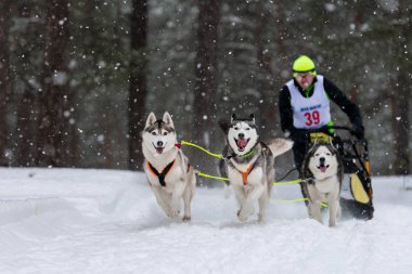 Reshetiha, Rusya - 02.02.2019 Kızak Köpek Yarışları. Husky kızak köpekleri takımı köpek sürücüsüyle kızak çekiyor. Kış yarışması.