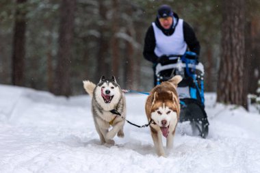 Reshetiha, Rusya - 02.02.2019 Kızak Köpek Yarışları. Husky kızak köpekleri takımı köpekli bir kızak çekiyor.