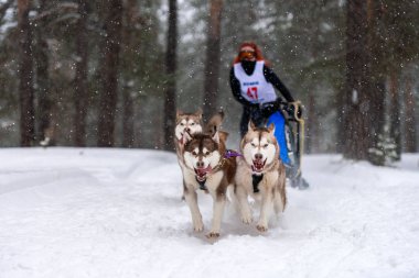 Reshetiha, Rusya - 02.02.2019 Kızak Köpek Yarışları. Husky kızak köpekleri takımı köpekli bir kızak çekiyor.