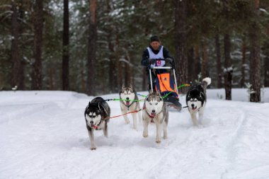 Reshetiha, Rusya - 02.02.2019 Kızak Köpek Yarışları. Husky kızak köpekleri takımı köpek sürücüsüyle kızak çekiyor. Şampiyonluk yarışması.
