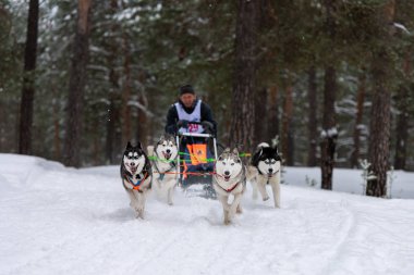 Reshetiha, Rusya - 02.02.2019 Kızak Köpek Yarışları. Husky kızak köpekleri takımı köpek sürücüsüyle kızak çekiyor. Şampiyonluk yarışması.