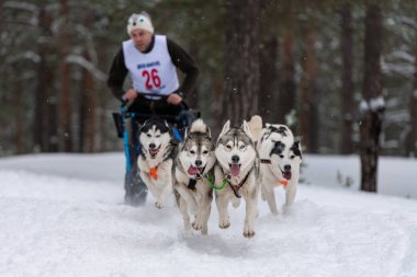 Reshetiha, Rusya - 02.02.2019 Kızak Köpek Yarışları. Husky kızak köpekleri takımı köpek musher ile kızak çekiyor. Kış yarışması.